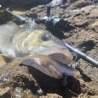 Rapala CrushCity The Stingman Lures