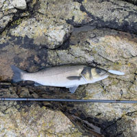 Samson Shad Lure 7.5cm