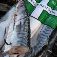 Devon Baits Frozen Mini Mackerel