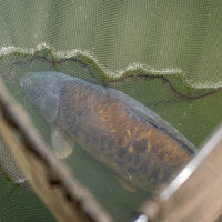 Daiwa Crosscast Landing Net & Retain Combo