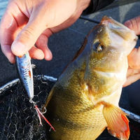 Salmo Rattlin' Pop Floating Lures 7cm