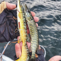 Savage Gear 3D Hybrid Pike Lure