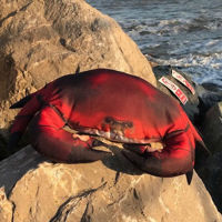 Gaby Common Crab Pillow