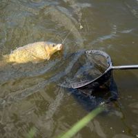 MAP F1 Match Landing Nets