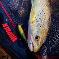 Rapala Countdown Lure 5cm/5g